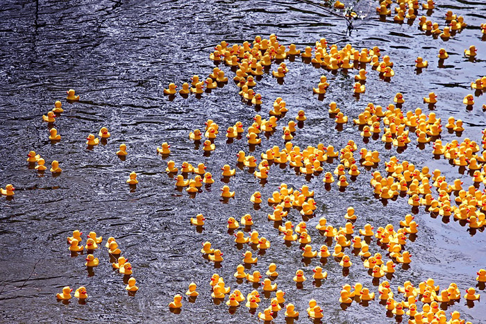 ducks