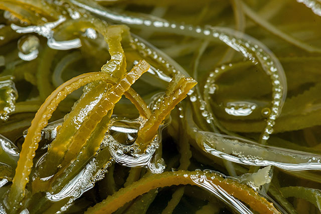 sea moss